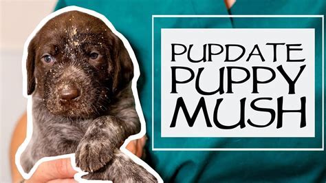 Puppy Mush: A Comprehensive Guide to Caring for Your New Best Friend