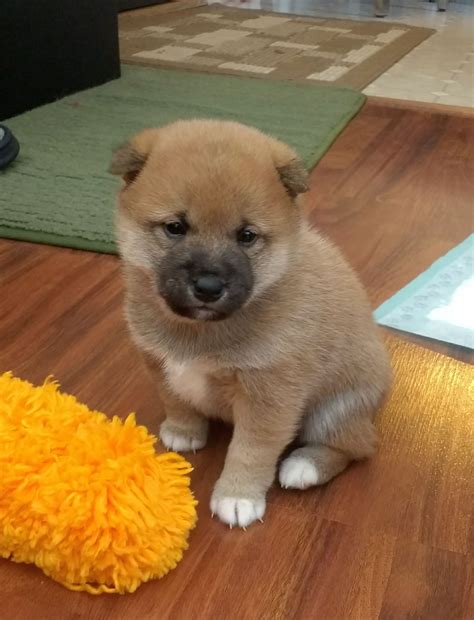 Puppy Shiba for Sale: 10,000+ Characters of Insight