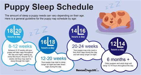 Puppy Sleep Chart By Age