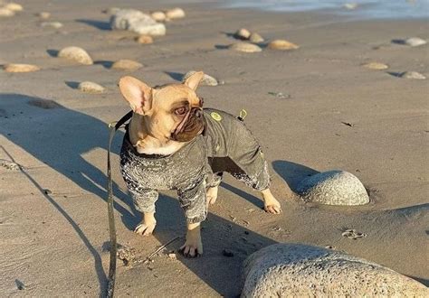 Puppy Suits: The Ultimate Guide to Finding the Perfect Fit for Your Furry Friend