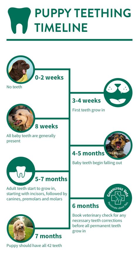 Puppy Teething Timeline