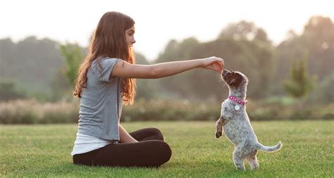 Puppy Training: