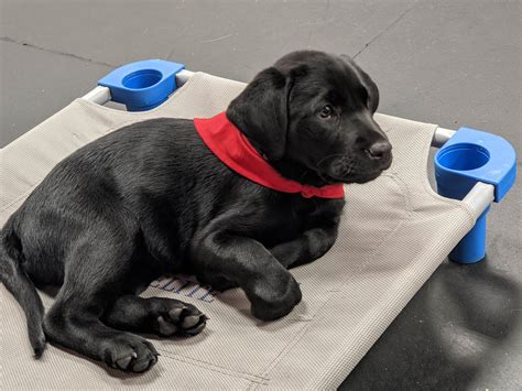 Puppy Training Kansas City, MO: A Comprehensive Guide with 7,700 Helpful Tips