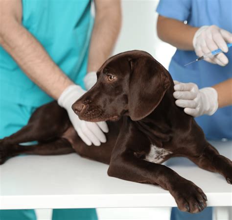 Puppy Vaccination Near Me: A Guide for Concerned Pet Owners