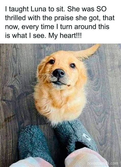 Puppy Yoga: Hilarious Memes and Humor to Make You Smile