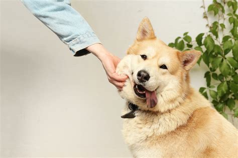 Puppy Yoga: Popularity and Potential Risks