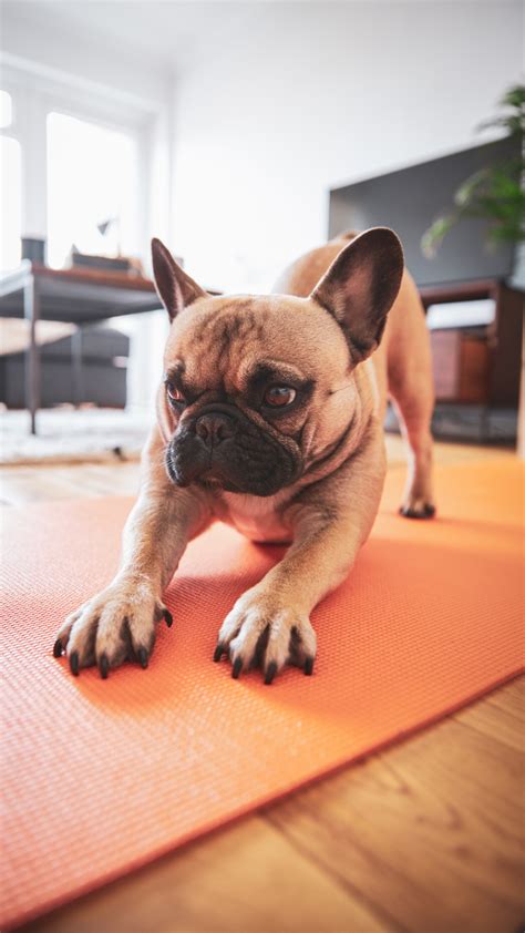 Puppy Yoga Regulations and Standards 2025: VS Cat Yoga