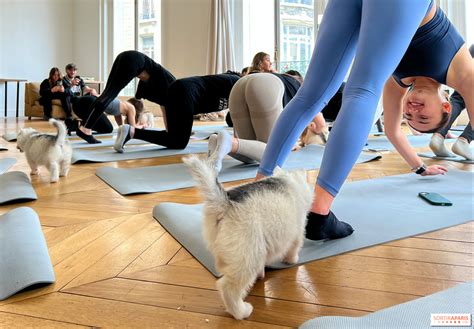 Puppy Yoga VS Environmental Impact: A 2025 Clash