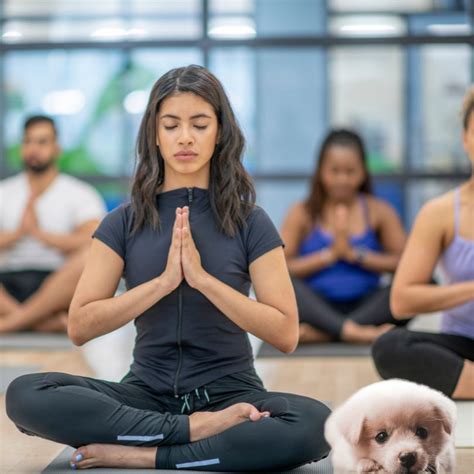 Puppy Yoga travel safety and precautions