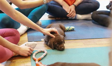 Puppy Yoga workshops and events research