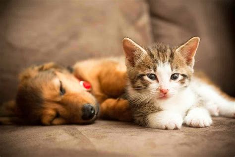 Puppy and Kitten Care: