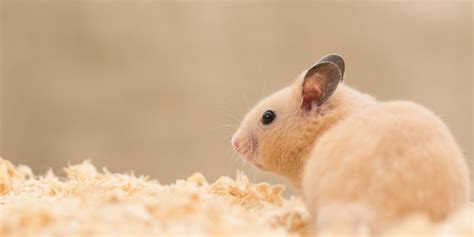 Purchase Hamster: Essential Guide to Bringing Home a Pocket-Sized Pal