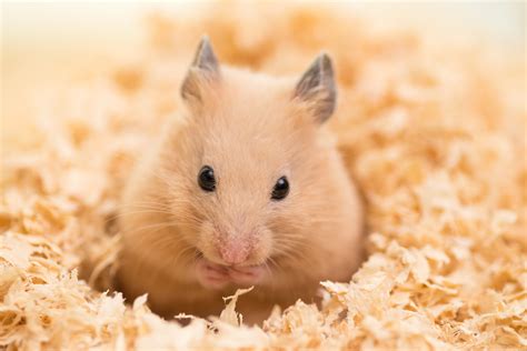 Purchase Hamster for Your Home: The Ultimate Guide