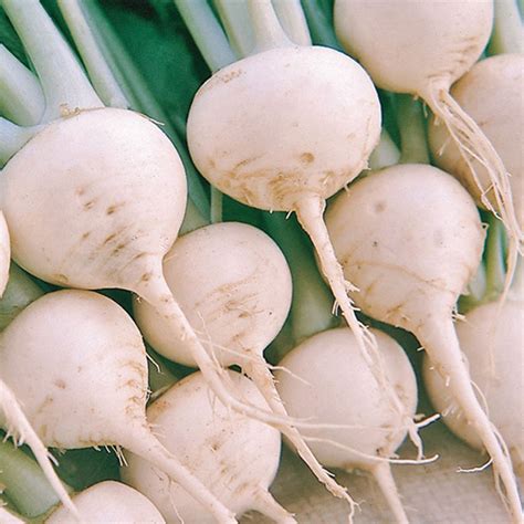 Purchase Turnips Early: