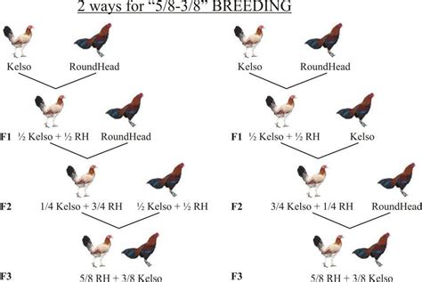 Pure Gamefowl Breeding Chart