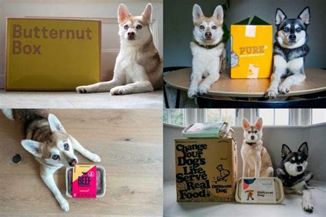 Pure Pet Food News and Updates: 2025 vs. the Future