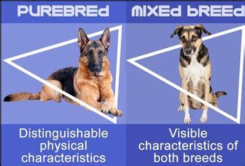 Purebred vs. Mixed-Breed