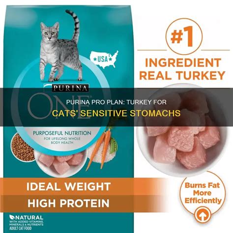 Purina Pro Plan Sensitive: The Holy Grail for Cats with Sensitive Stomachs