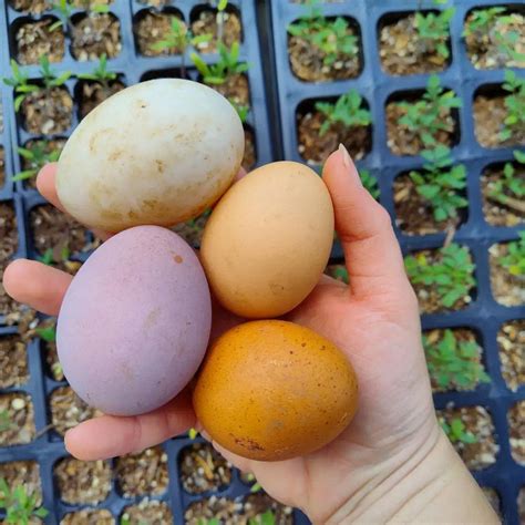 Purple Eggs: A Culinary Enigma Unveiled