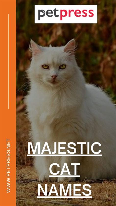 Purrfectly Poised: Elegant and Majestic Names