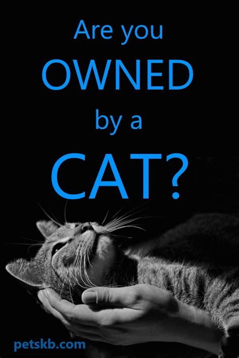 Purrrvee: The Feline's Guide to Owning Your Human