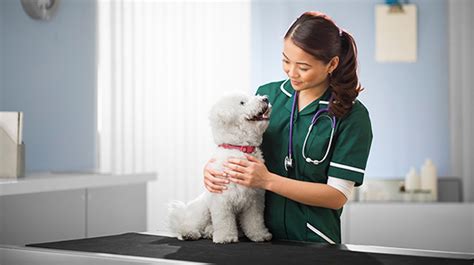 Pursuing a Fulfilling Career as a Veterinary Technician in Singapore: A Comprehensive Guide