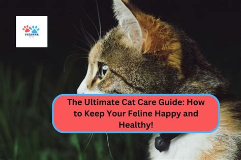 Pussymilk: The Ultimate Guide to a Healthy and Happy Cat