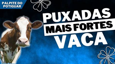 Puxada da Vaca: Guia Completo Para Criar e Administrar Seu Evento