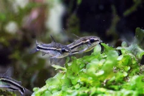 Pygmy Corys: The Pint-Sized Powerhouses of the Aquarium