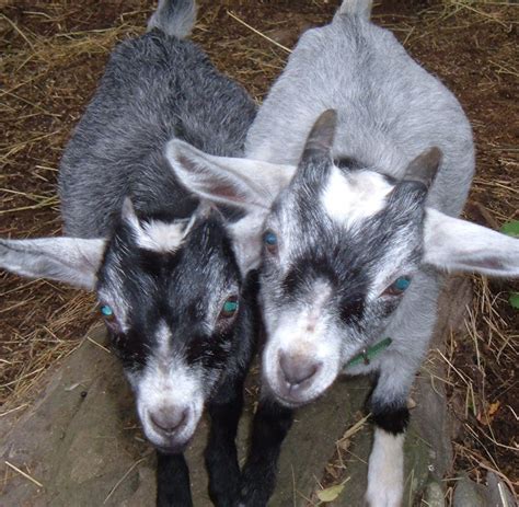 Pygmy Goats for Sale Near Me: A Comprehensive Guide