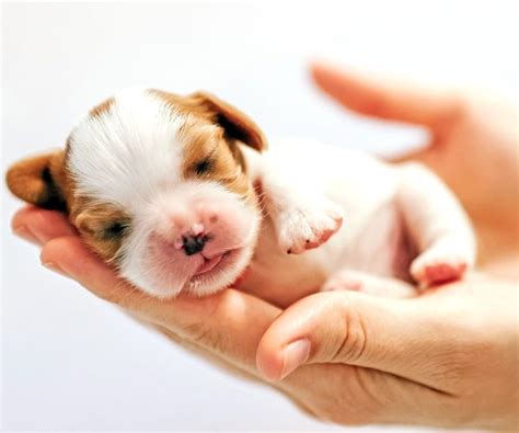 Pyrantel Pamoate Dosage for Puppies: The Definitive Guide for 2023