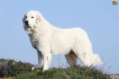 Pyrenean Mountain Dog