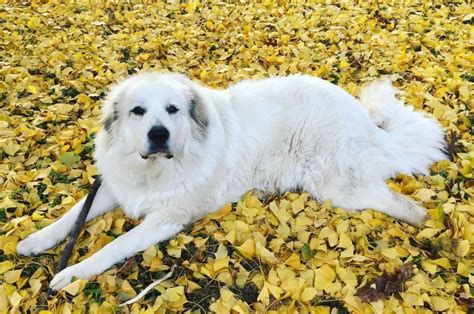 Pyrenees Mix: Exploring the Dynamic Hybrid with a Gentle Heart