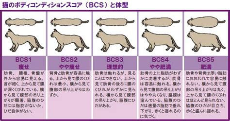 Q: ガリガリ 猫はどのくらいの期間で体重が増えるか？