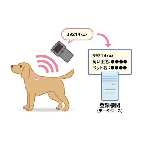 Q: マイクロチップ犬の埋め込みは痛いですか？