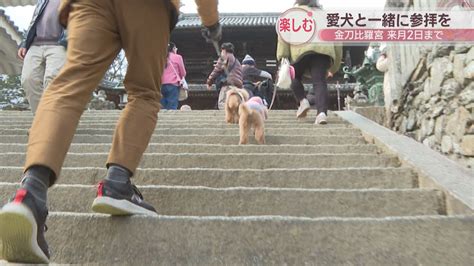 Q: 愛犬が温泉に入浴できない場合はどうすればよいですか？