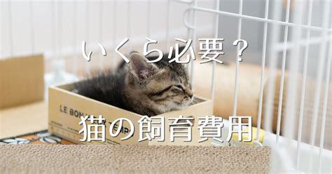 Q: 猫を飼うのにいくらかかりますか？