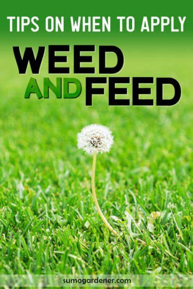 Q: How often should I apply weed & feed?