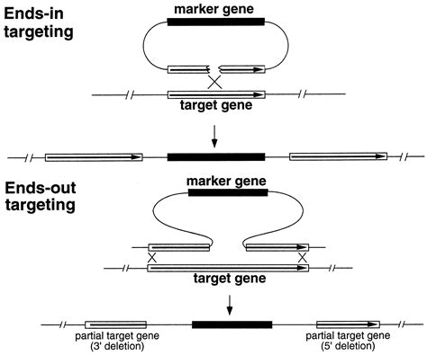 Q: What is gene targeting?