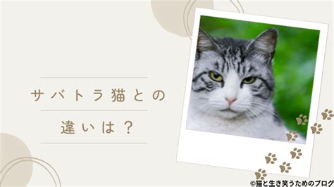 Q：キジトラ猫はどのくらい生きますか？