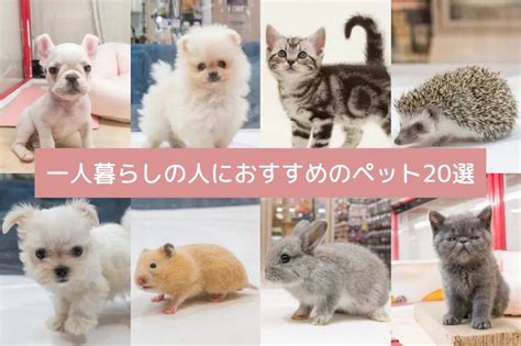 Q：スピッツ犬は初めてペットを飼う人に適していますか？