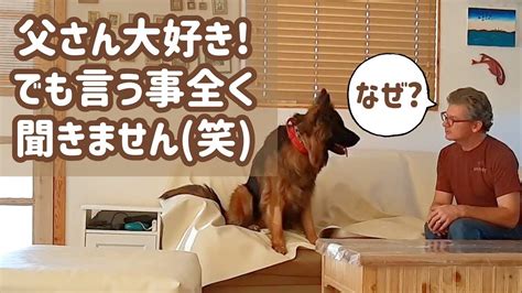 Q：愛犬がコマンドに従わないときは？