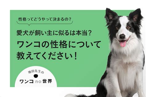 Q. すお犬は初心者飼い主にも適していますか？