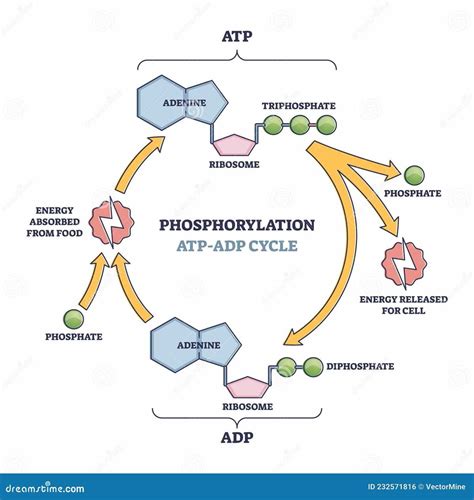 Q1：ADP 五角大樓寵物有限公司提供哪些類型的寵物食品？