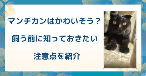 Q1. マンチカンを飼うのに最適な年齢は？