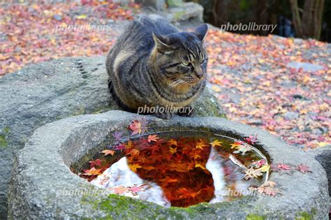 Q1. 哲学の道猫は野良猫ですか？