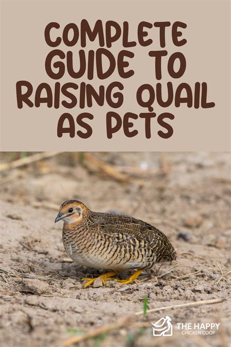 Quail Notes Raising Quail for Fun or Profit on the Back Porch or on the Farm PDF