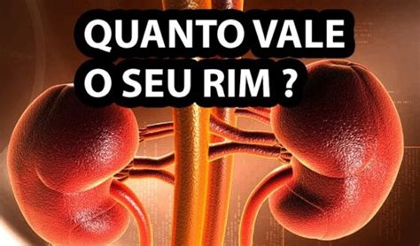 Quanto Custa um Rim: Um Guia Completo Sobre o Custo da Doação de Rins