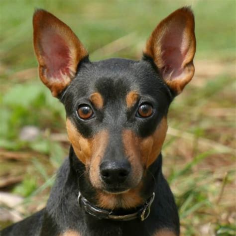 Quanto Tempo Vive um Pinscher? Guia Completo para Donos Responsáveis