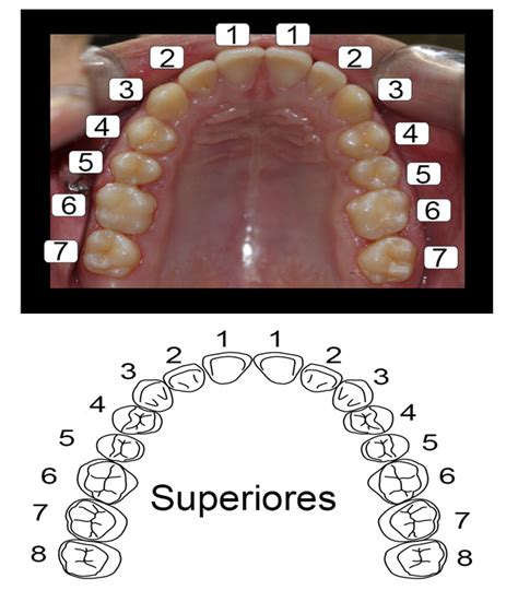 Quantos Dentes um Ser Humano Tem na Boca? Guia Completo